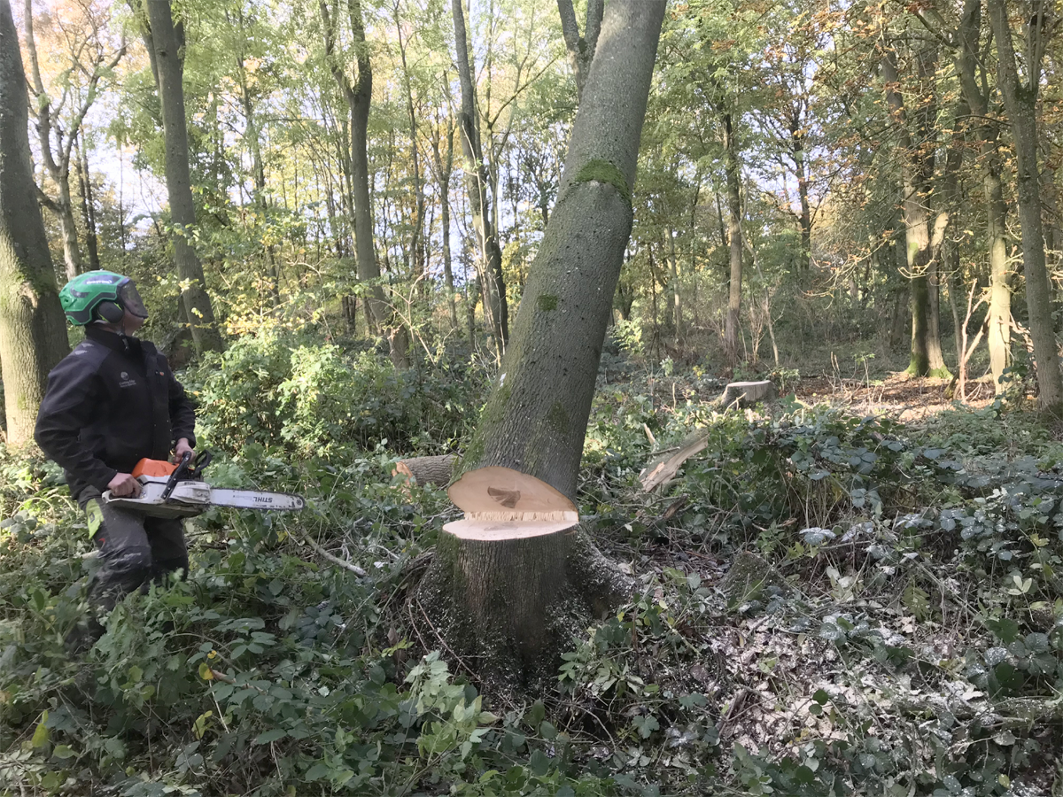 Tree Removal